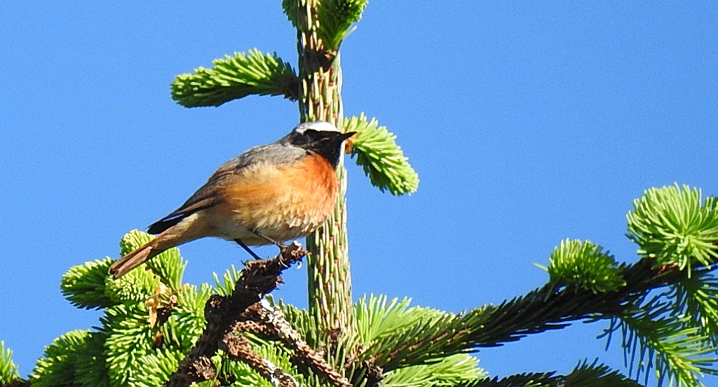 Pleszka zwyczajna, pleszka (Phoenicurus phoenicurus)