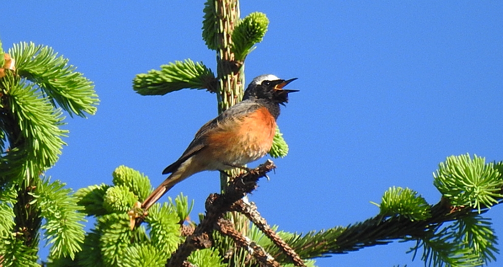 Pleszka zwyczajna, pleszka (Phoenicurus phoenicurus)