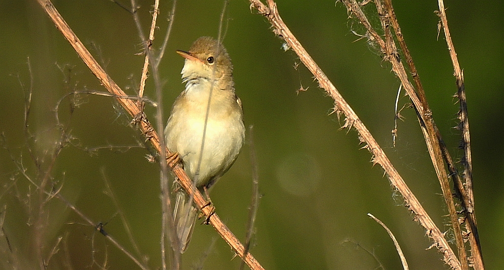 Cierniówka, pokrzewka cierniówka (Curruca communis)
