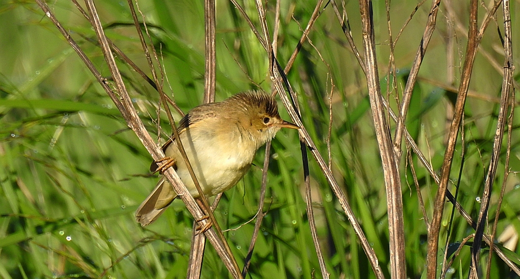 Cierniówka, pokrzewka cierniówka (Curruca communis)