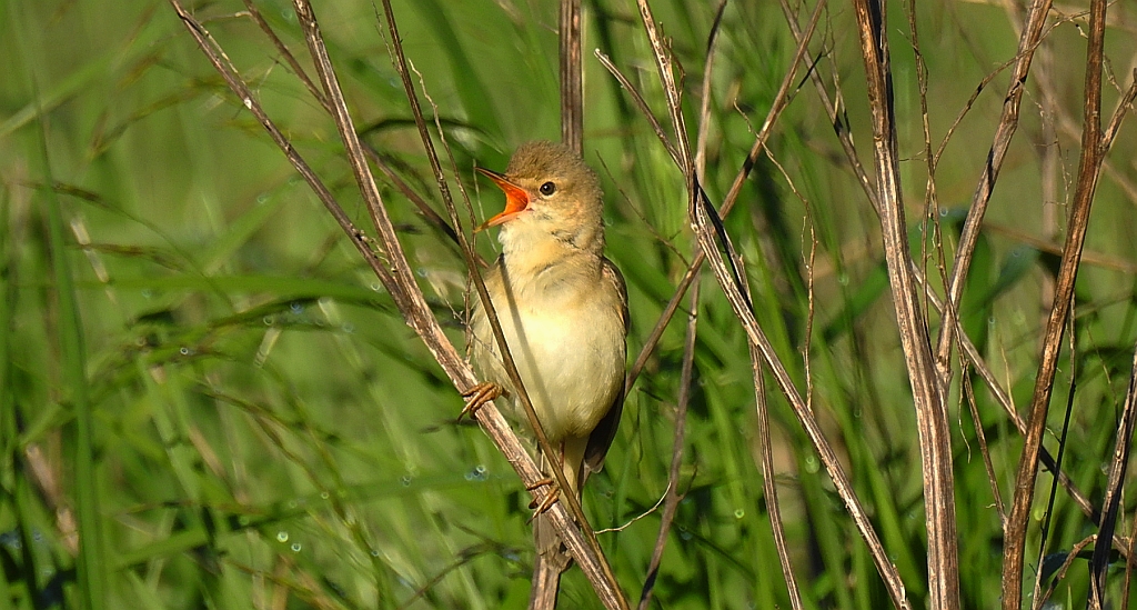 Cierniówka, pokrzewka cierniówka (Curruca communis)