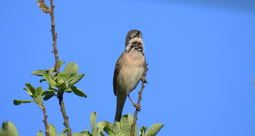 Cierniówka, pokrzewka cierniówka (Curruca communis)