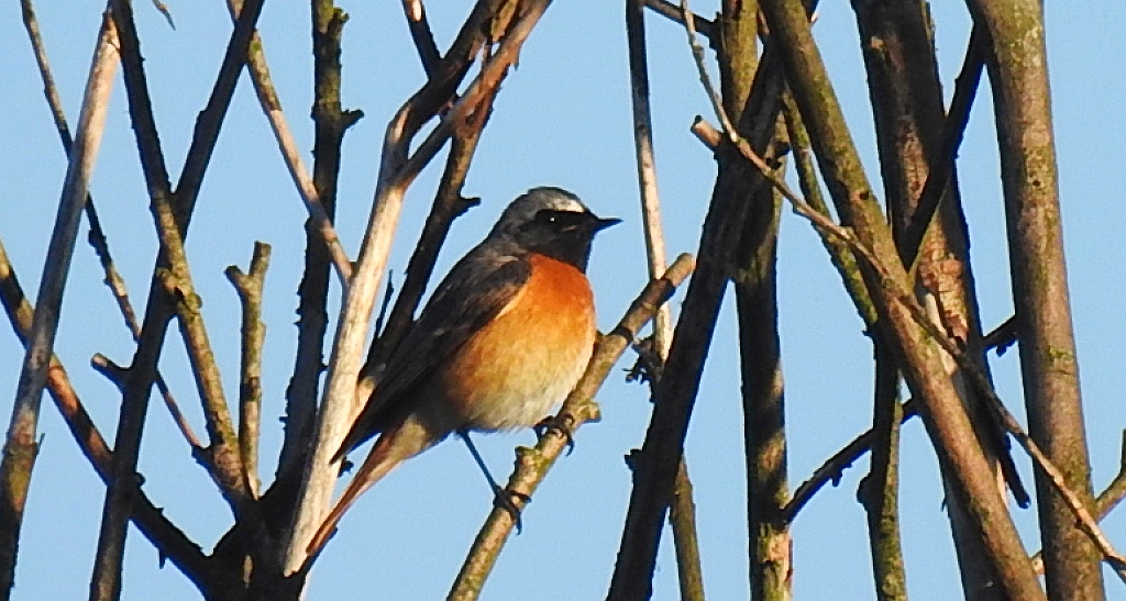 Pleszka zwyczajna, pleszka (Phoenicurus phoenicurus)