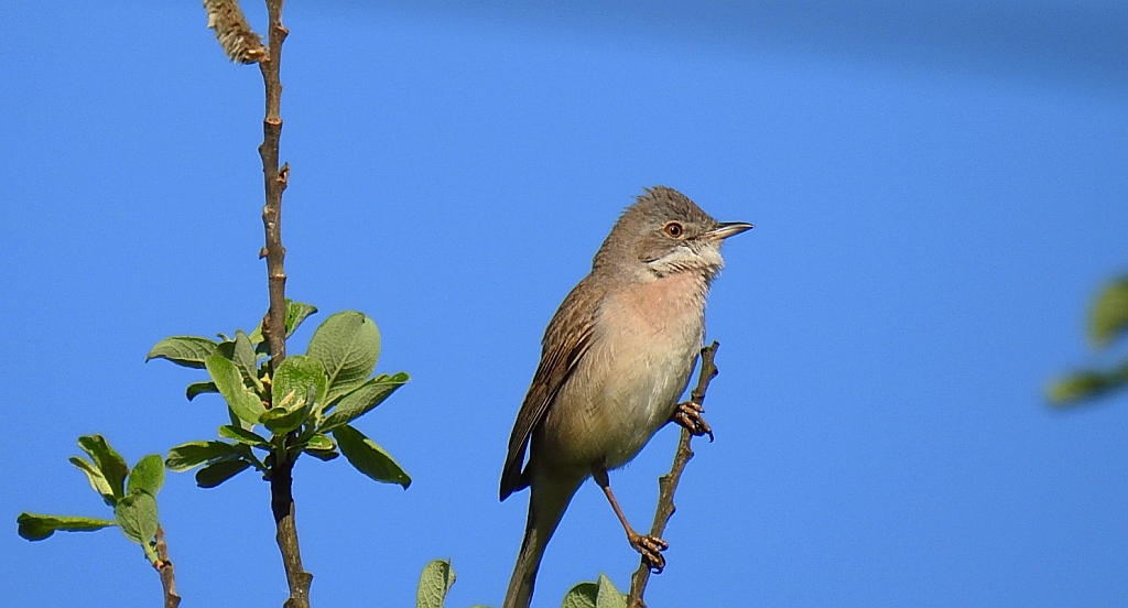 Cierniówka, pokrzewka cierniówka (Curruca communis)