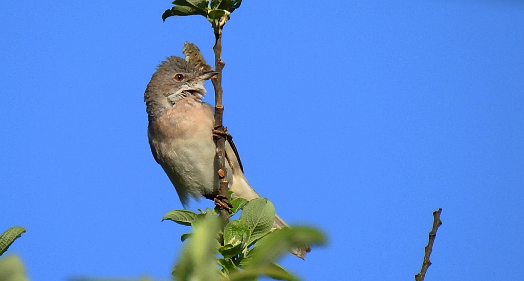 Cierniówka, pokrzewka cierniówka (Curruca communis)