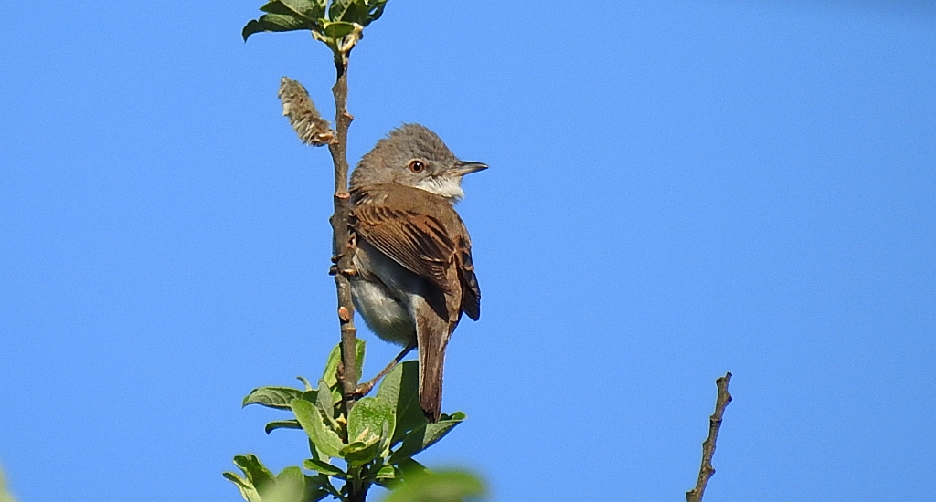 Cierniówka, pokrzewka cierniówka (Curruca communis)