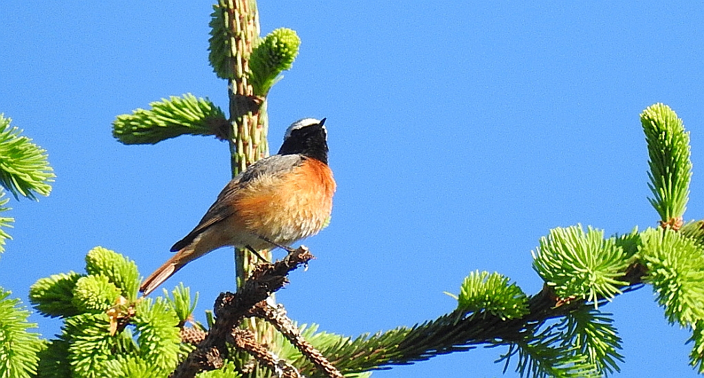Pleszka zwyczajna, pleszka (Phoenicurus phoenicurus)