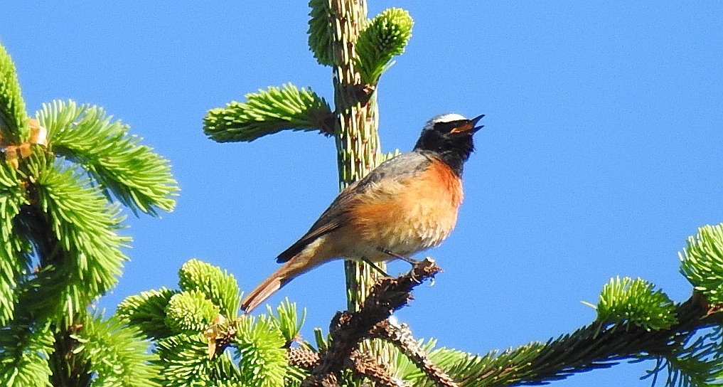 Pleszka zwyczajna, pleszka (Phoenicurus phoenicurus)