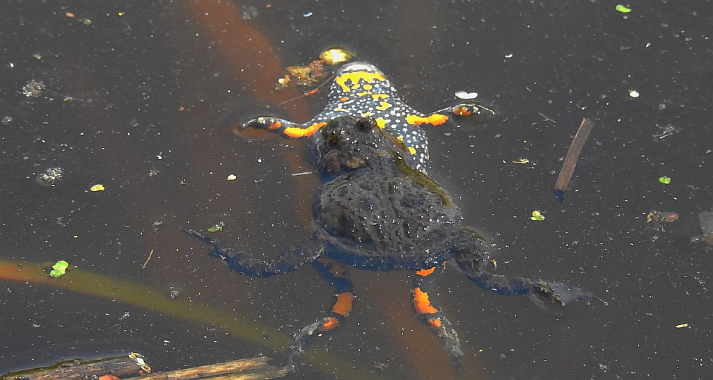 Kumak nizinny (Bombina bombina)