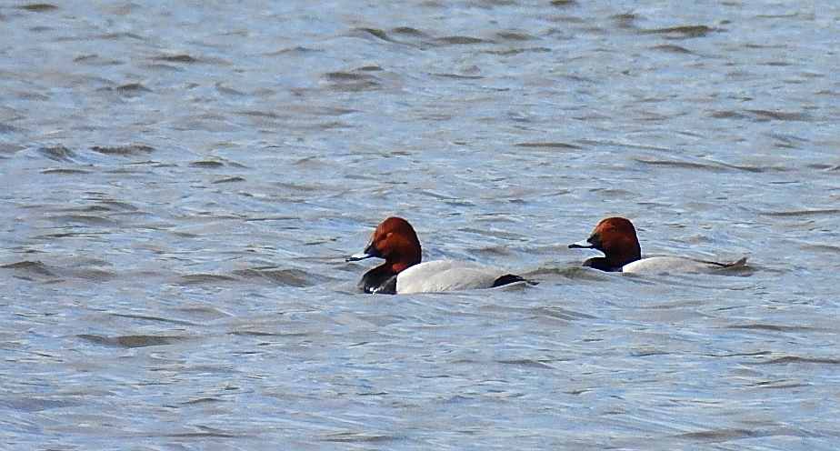 Głowienka zwyczajna, głowienka, kaczka rdzawogłowa, kaczka czerwonoszyja, kaczka kasztanowata (Aythya ferina)