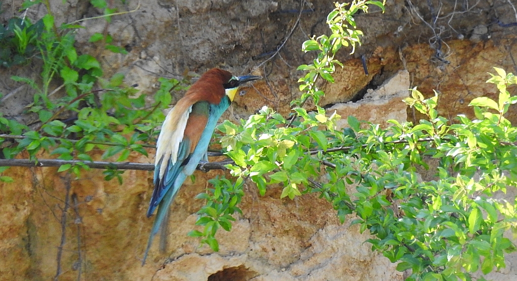 Żołna zwyczajna, żołna pospolita, żołna pszczołojad (Merops apiaster)