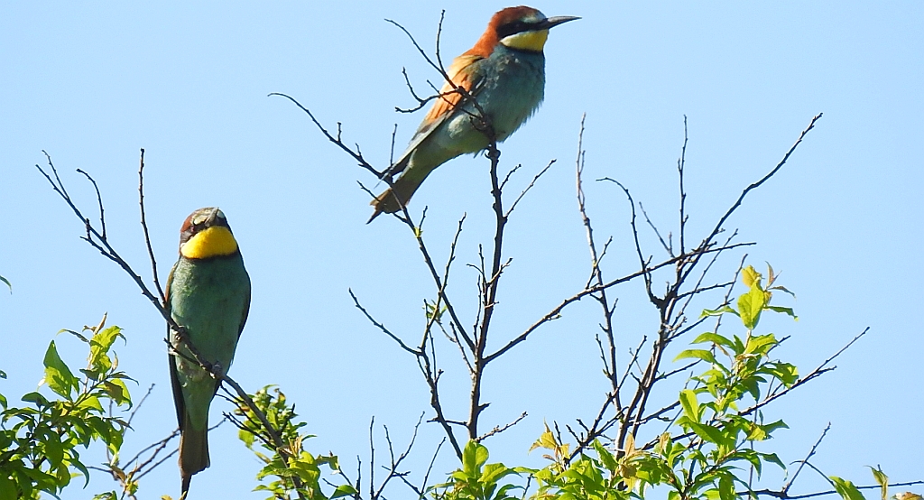 Żołna zwyczajna, żołna pospolita, żołna pszczołojad (Merops apiaster)