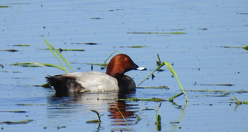 Głowienka zwyczajna, głowienka, kaczka rdzawogłowa, kaczka czerwonoszyja, kaczka kasztanowata (Aythya ferina)
