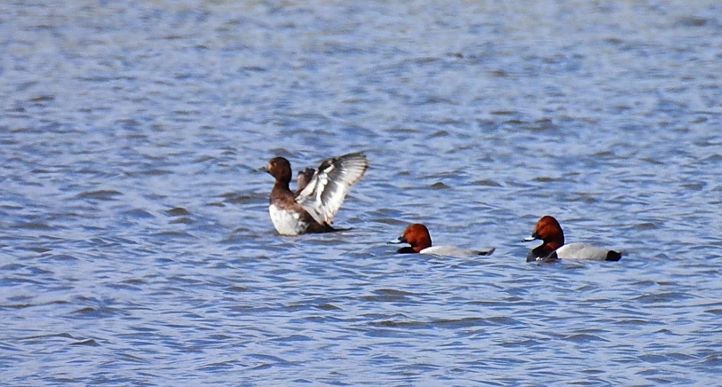 Głowienka zwyczajna, głowienka, kaczka rdzawogłowa, kaczka czerwonoszyja, kaczka kasztanowata (Aythya ferina)