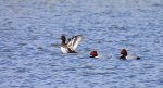 Głowienka zwyczajna, głowienka, kaczka rdzawogłowa, kaczka czerwonoszyja, kaczka kasztanowata (Aythya ferina)
