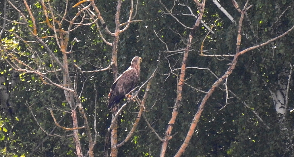 Bielik zwyczajny, bielik (Haliaeetus albicilla)