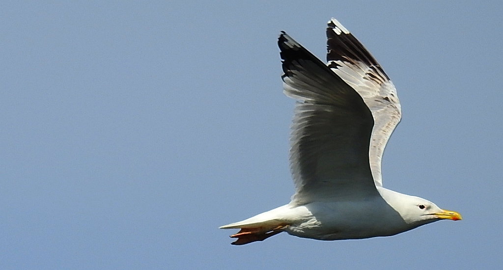 Mewa siwa, mewa pospolita (Larus canus)