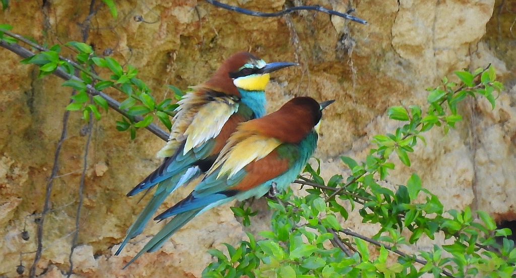 Żołna zwyczajna, żołna pospolita, żołna pszczołojad (Merops apiaster)