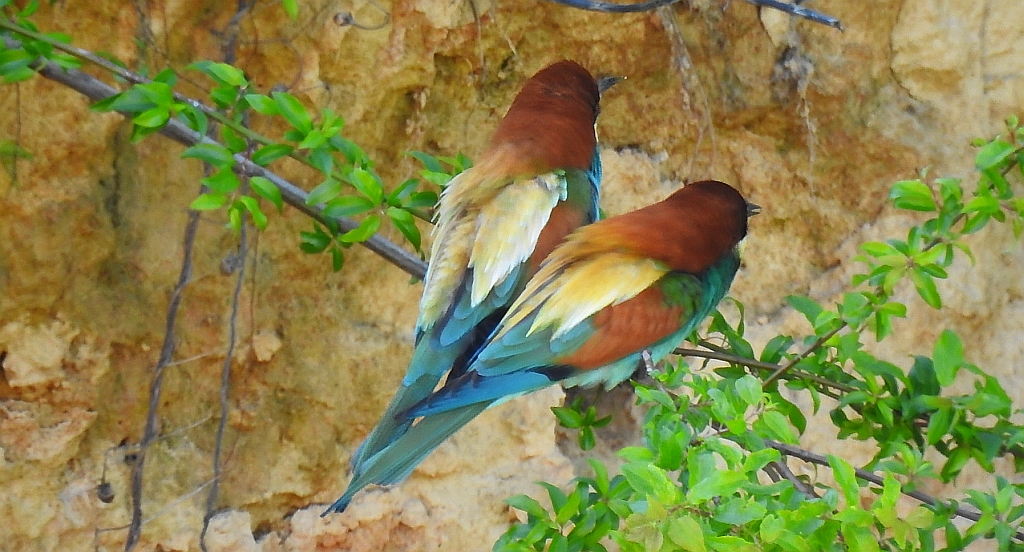 Żołna zwyczajna, żołna pospolita, żołna pszczołojad (Merops apiaster)