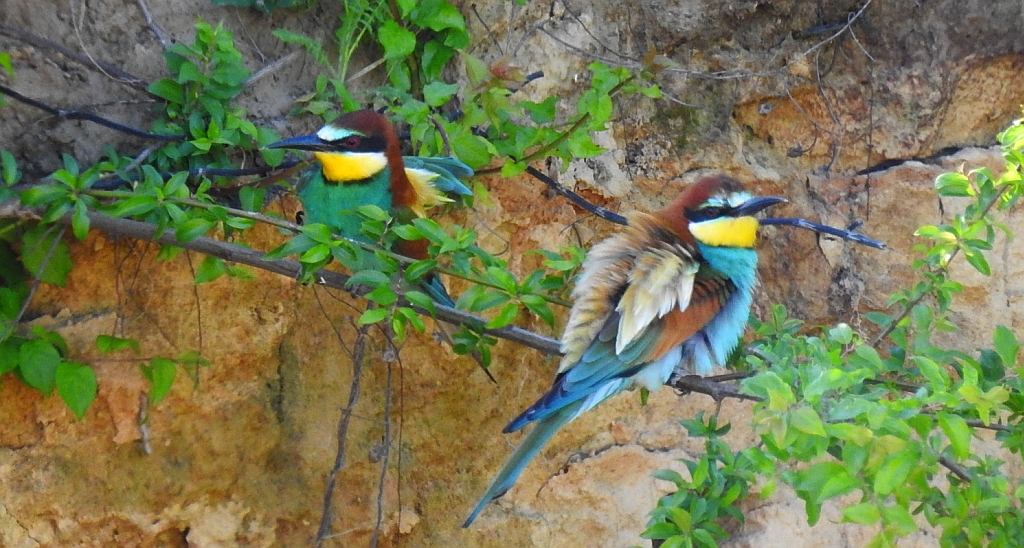 Żołna zwyczajna, żołna pospolita, żołna pszczołojad (Merops apiaster)