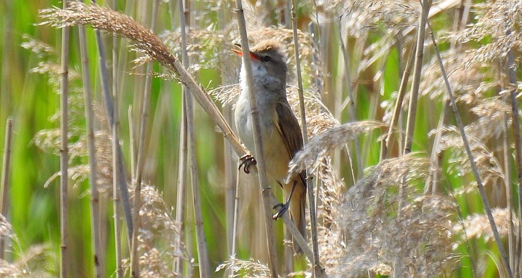 Trzciniak zwyczajny, trzciniak drozdówka (Acrocephalus arundinaceus)