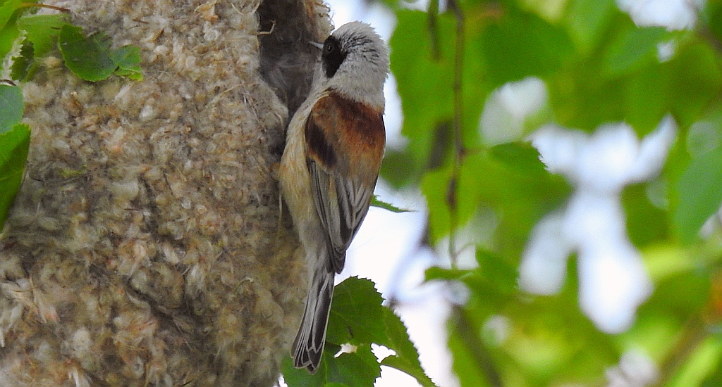 Remiz zwyczajny (Remiz pendulinus)