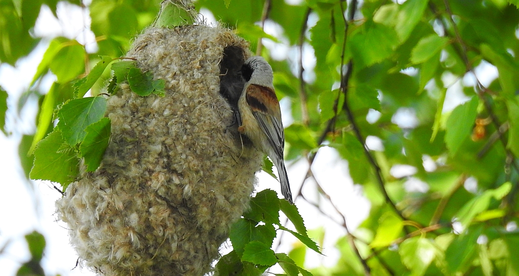 Remiz zwyczajny (Remiz pendulinus)