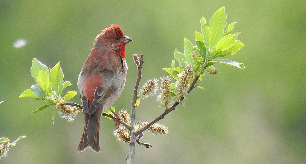 Dziwonia zwyczajna, dziwonia (Erythrina erythrinus)