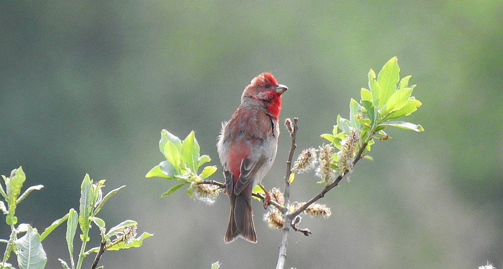 Dziwonia zwyczajna, dziwonia (Erythrina erythrinus)