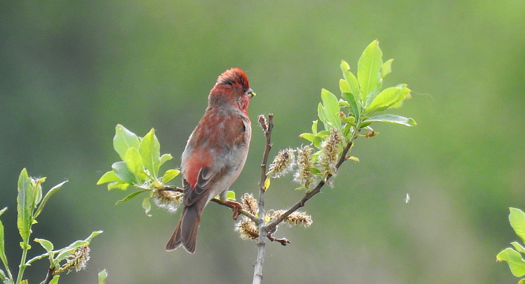 Dziwonia zwyczajna, dziwonia (Erythrina erythrinus)