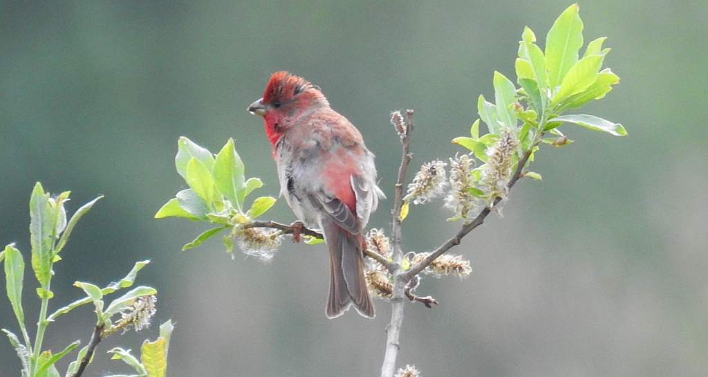 Dziwonia zwyczajna, dziwonia (Erythrina erythrinus)