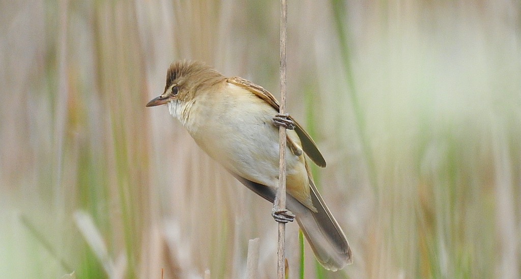 Trzciniak zwyczajny, trzciniak drozdówka (Acrocephalus arundinaceus)