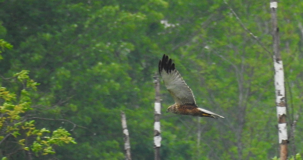 Błotniak stawowy (Circus aeruginosus)