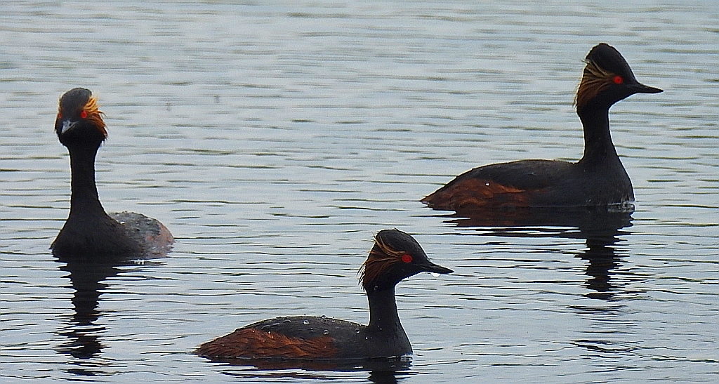 Perkoz zausznik, zausznik (Podiceps nigricollis)