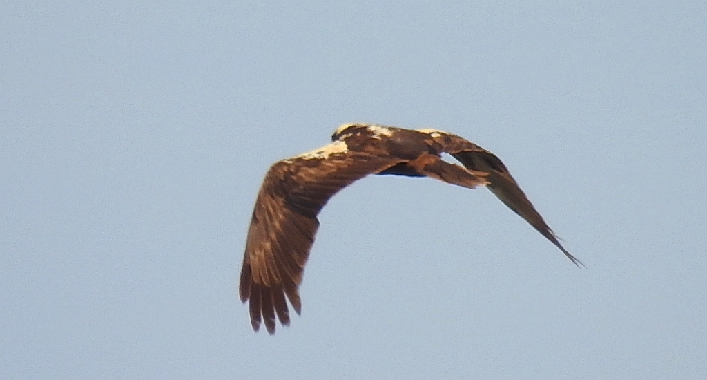 Błotniak stawowy (Circus aeruginosus)