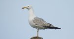 Mewa siwa, mewa pospolita (Larus canus)