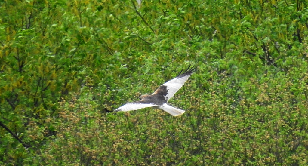 Błotniak stawowy (Circus aeruginosus)