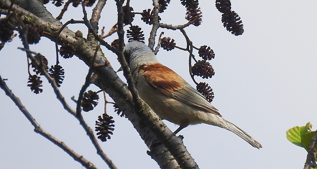 Remiz zwyczajny (Remiz pendulinus)