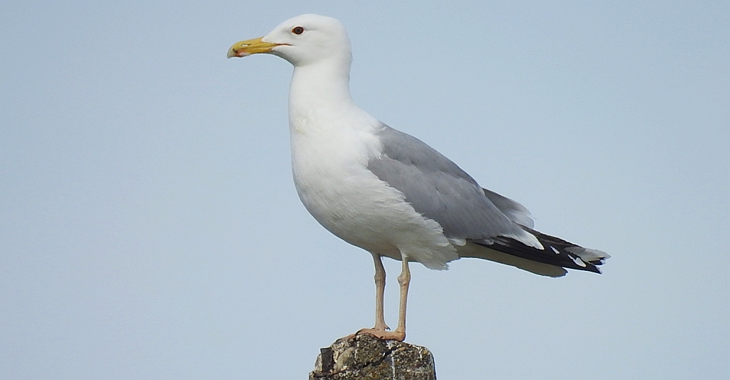 Mewa siwa, mewa pospolita (Larus canus)