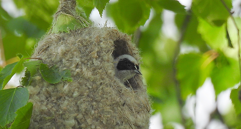 Remiz zwyczajny (Remiz pendulinus)