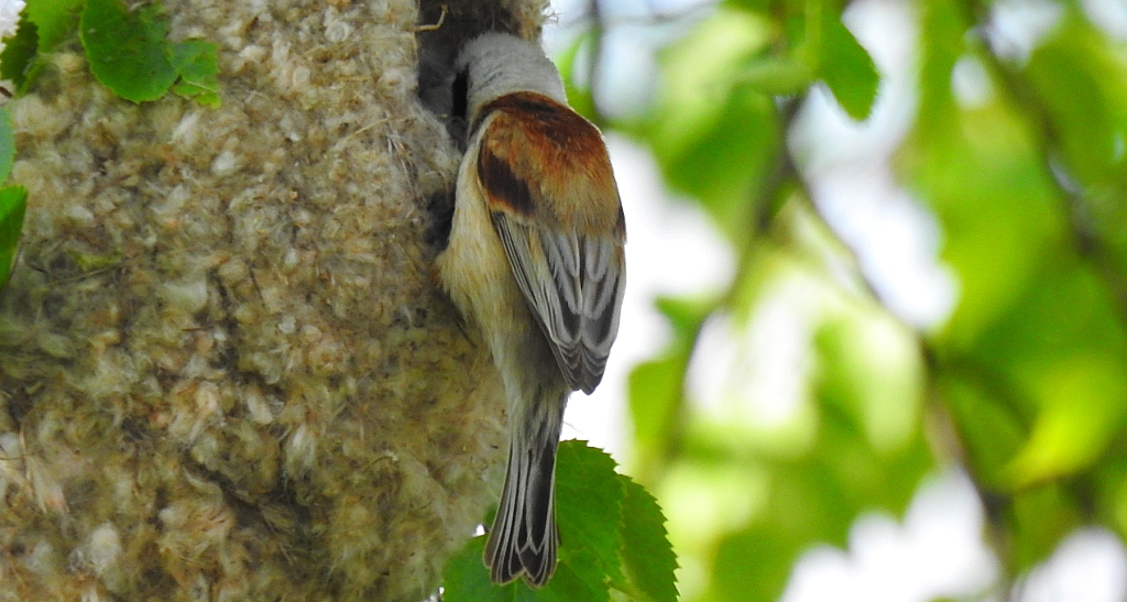 Remiz zwyczajny (Remiz pendulinus)