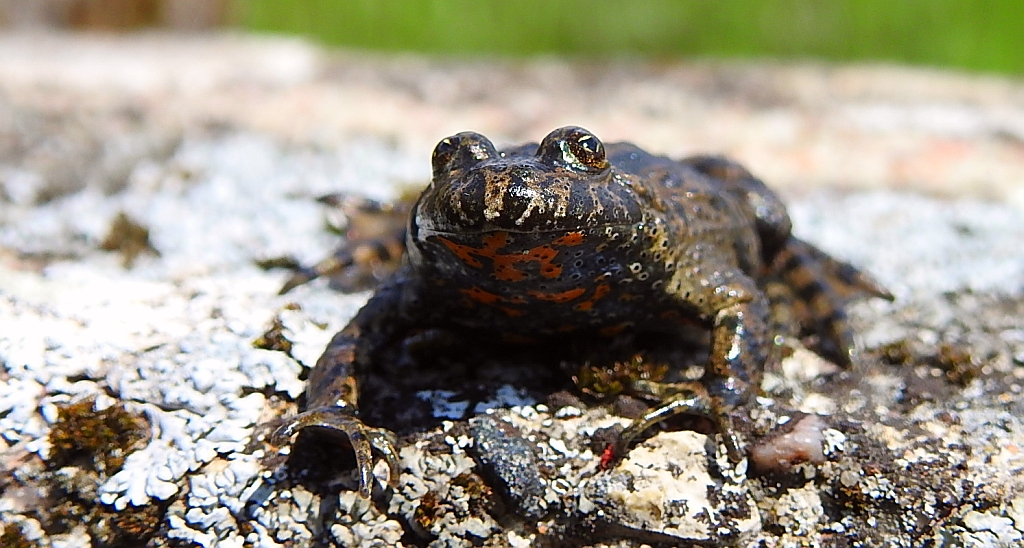 Kumak nizinny (Bombina bombina)