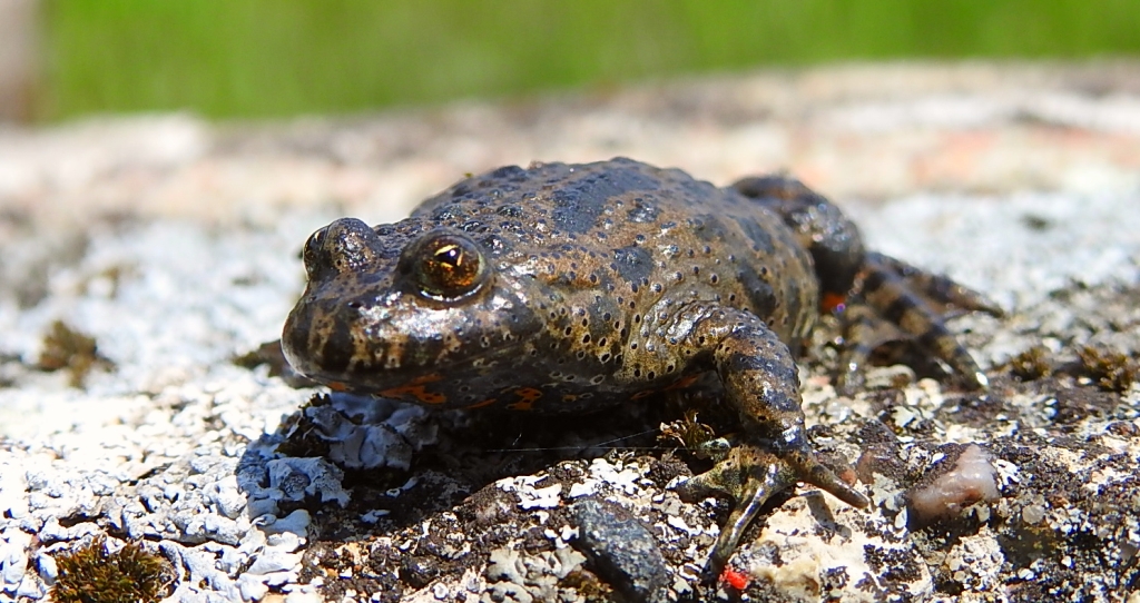 Kumak nizinny (Bombina bombina)
