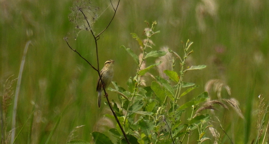Wodniczka (Acrocephalus paludicola)