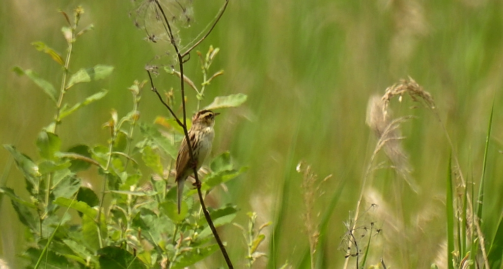 Wodniczka (Acrocephalus paludicola)