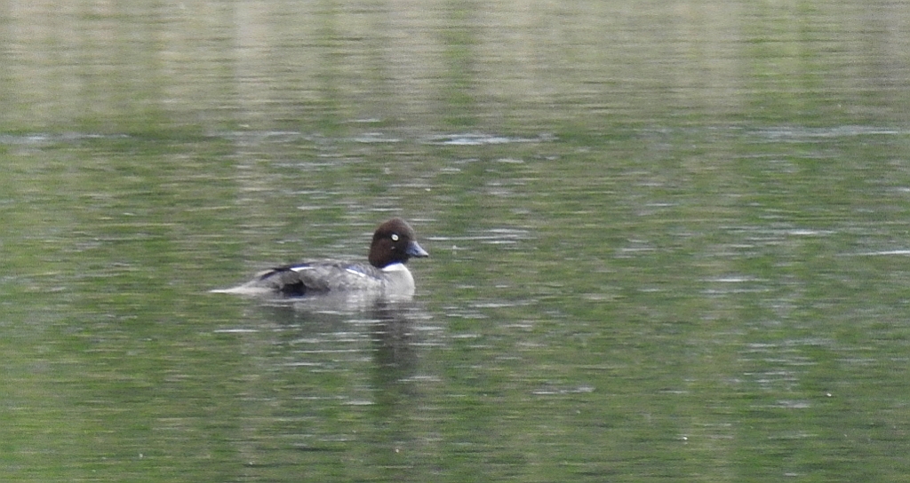 Gągoł, gągoł krzykliwy (Bucephala clangula)