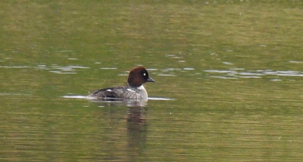 Gągoł, gągoł krzykliwy (Bucephala clangula)
