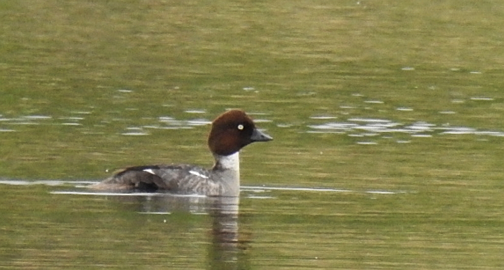 Gągoł, gągoł krzykliwy (Bucephala clangula)