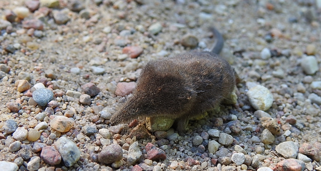 Ryjówka aksamitna (Sorex araneus)