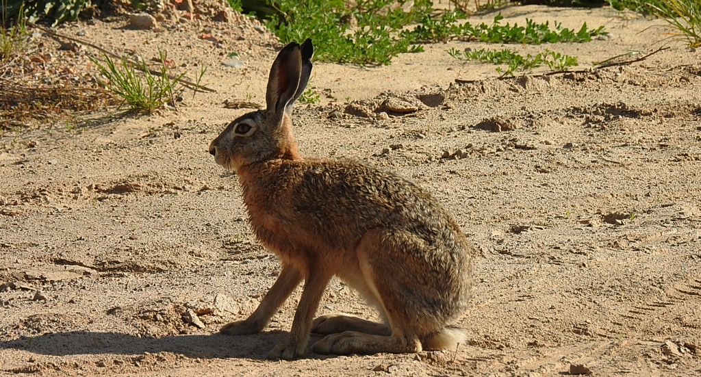 Zając szarak, szarak (Lepus europaeus)